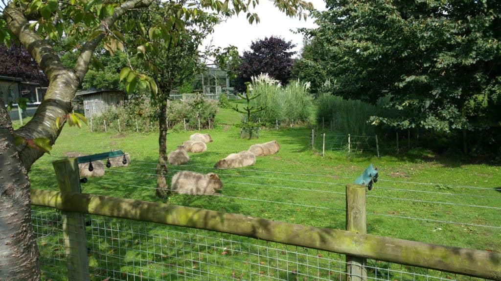 howletts-wild-animal-park-kent-uk